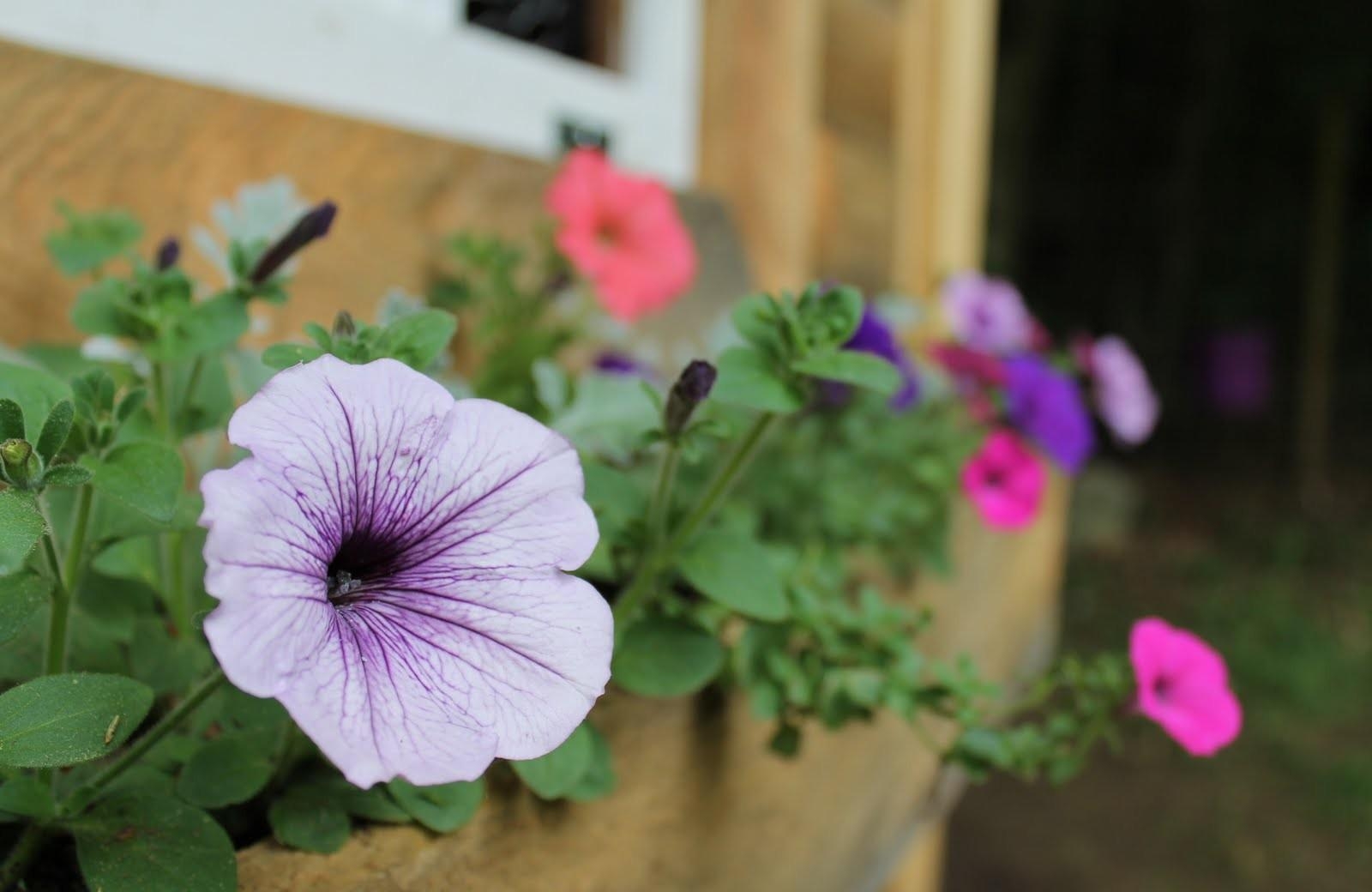 petunias, flowers, house, sharpness