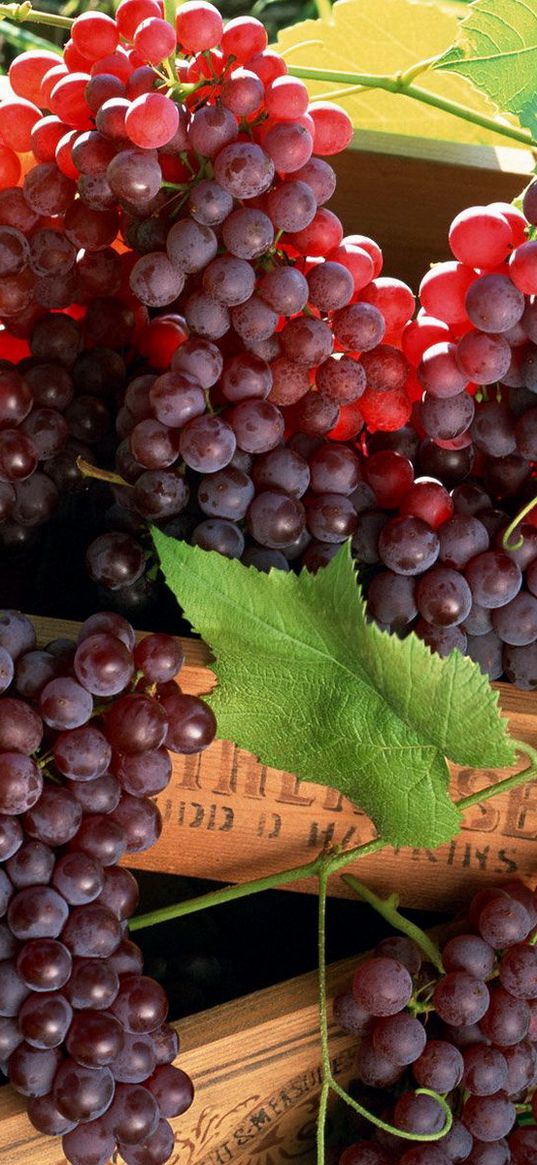 grapes, fruit, boxes, clusters