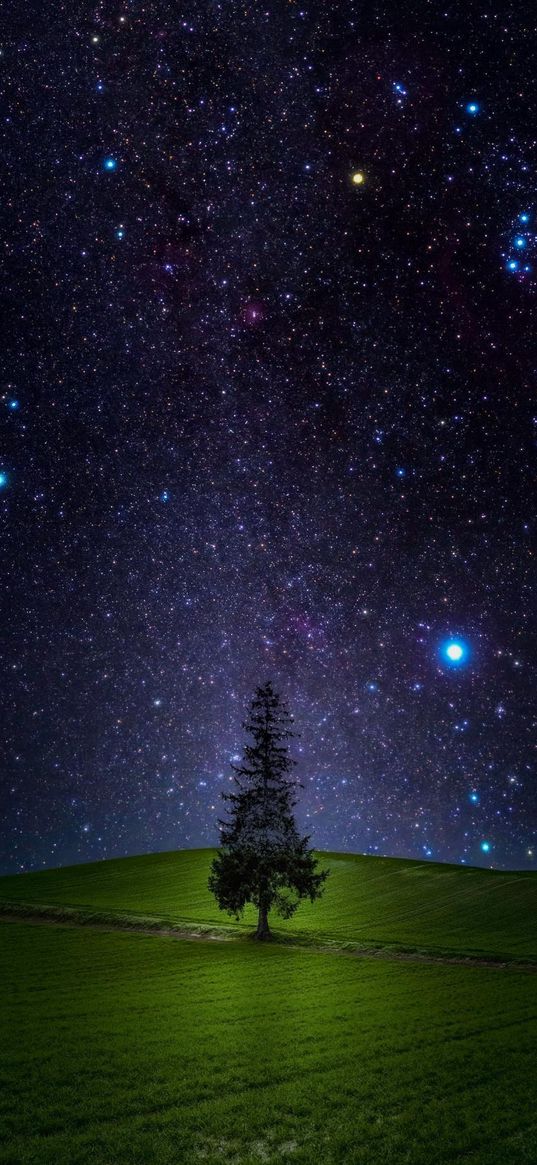 tree, pine, field, grass, starry sky