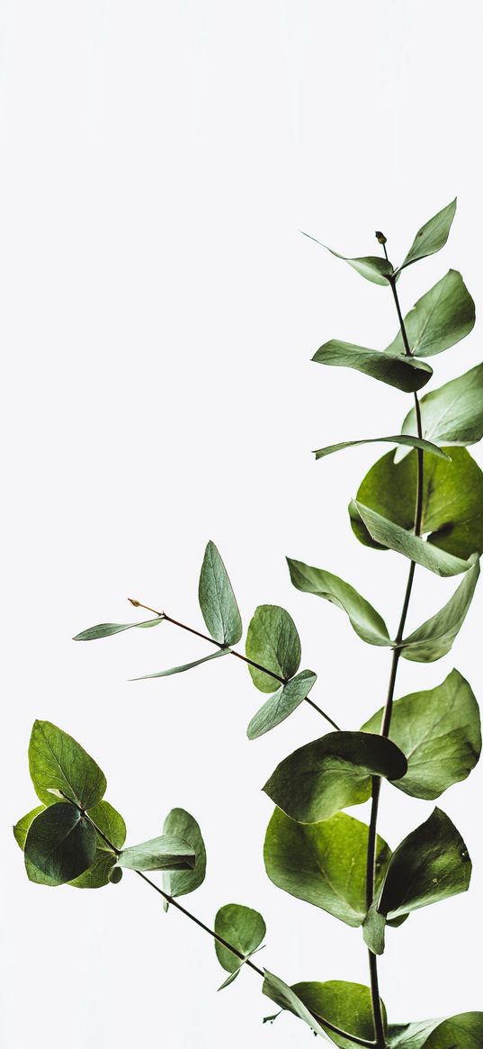 leaves, plant, minimalism, white background