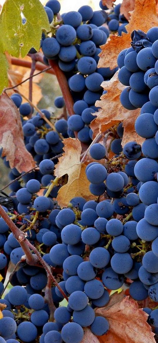 grapes, fruit, autumn, rod, crop, clusters, leaves