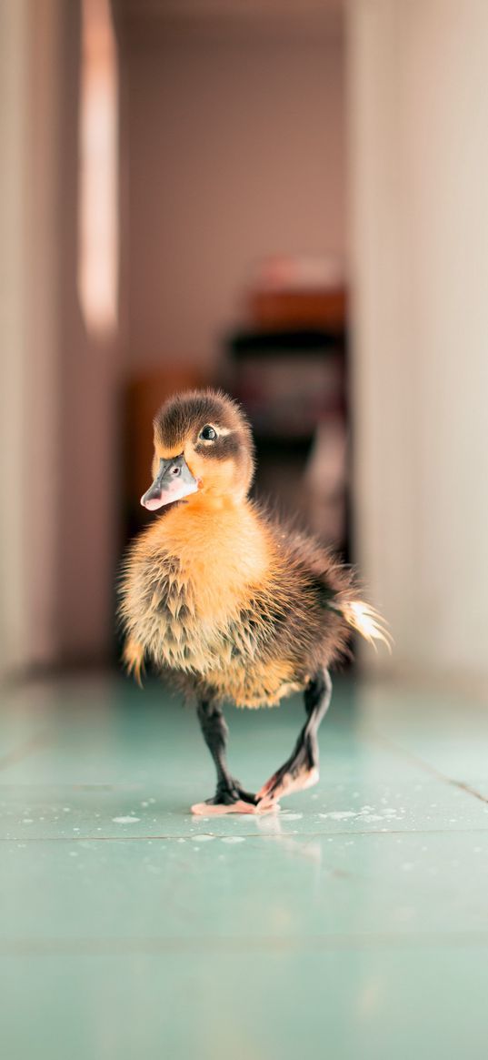 duckling, bird, light, cute