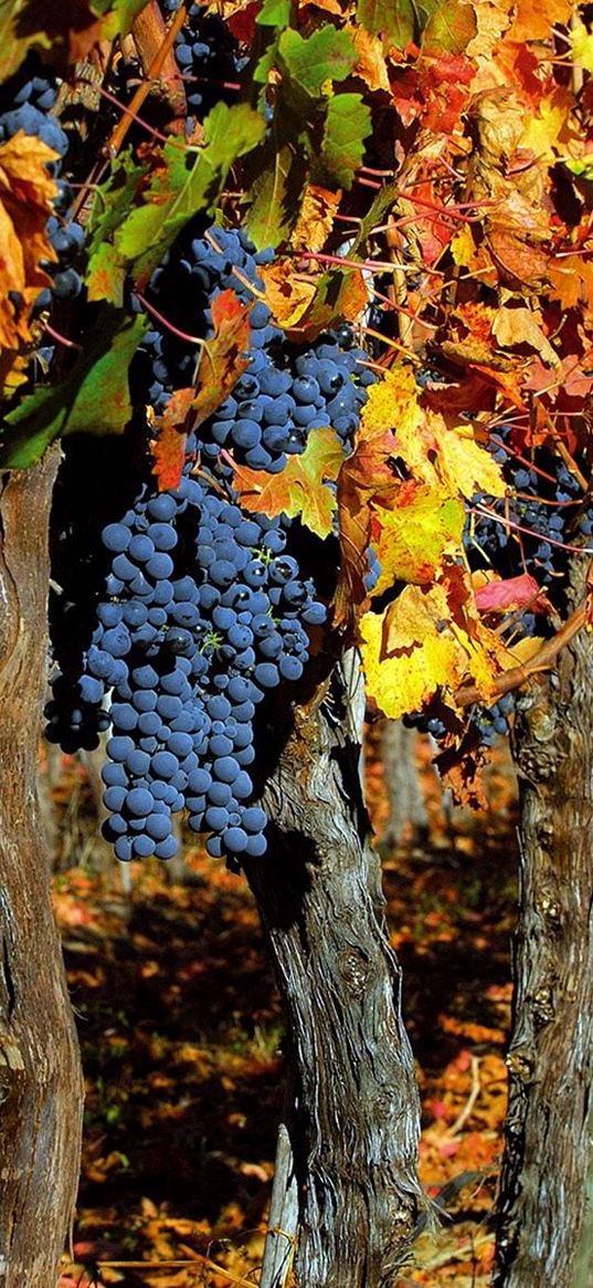 grapes, trees, crop, autumn, clusters, leaves, fruit