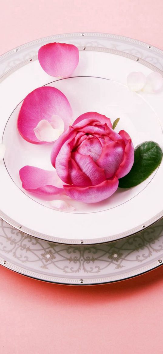 plate, knife, plug, rose, flower, laying