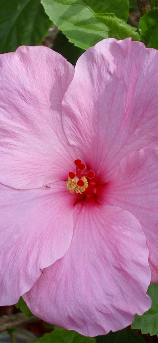 hibiscus, blossoms, petals, herbs