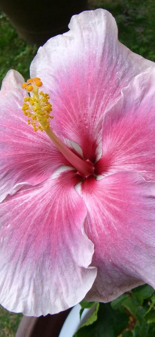 hibiscus, flowering, pot, stamen