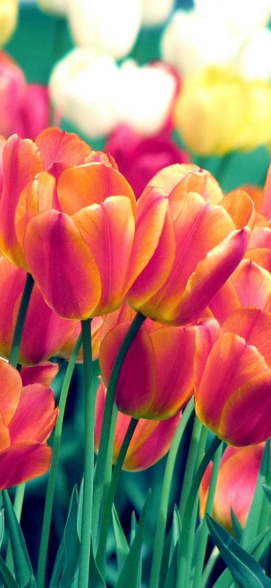 tulips, flowers, spring, flowerbed, sharpness