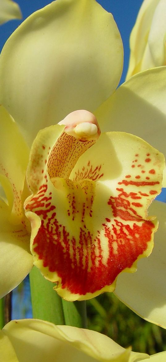 orchid, flower, bright, close-up, sky