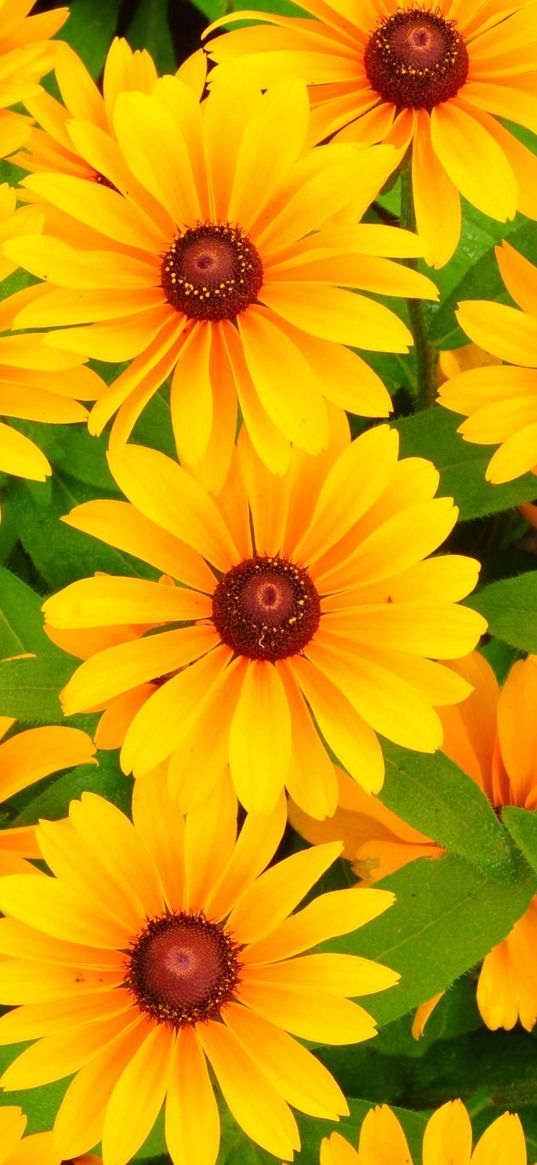 rudbeckia, flowers, bright, yellow