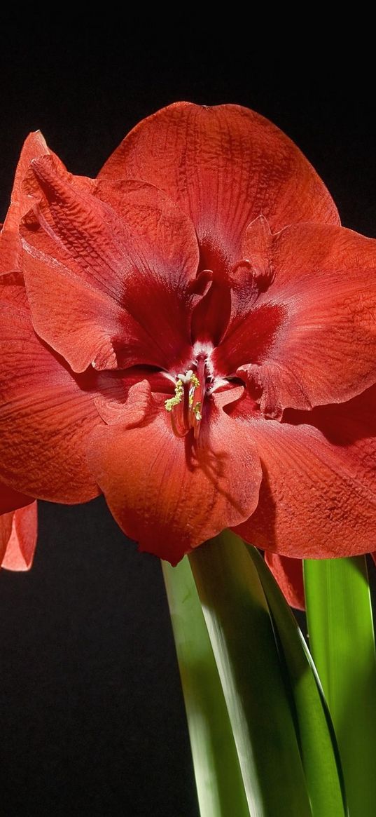 amaryllis, flower, licentious, bud, stem