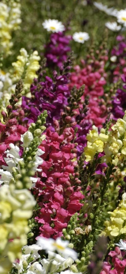 snapdragon, color, colorful, sharpness