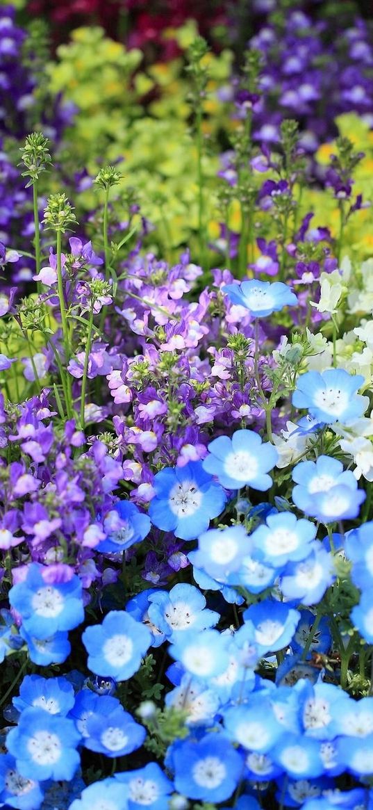 nemofily, snapdragons, flower, flowerbed, bright, colorful