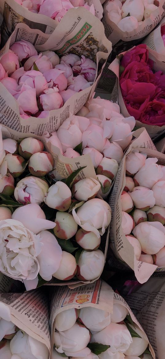 peonies, flowers, bouquets, pink, newspaper