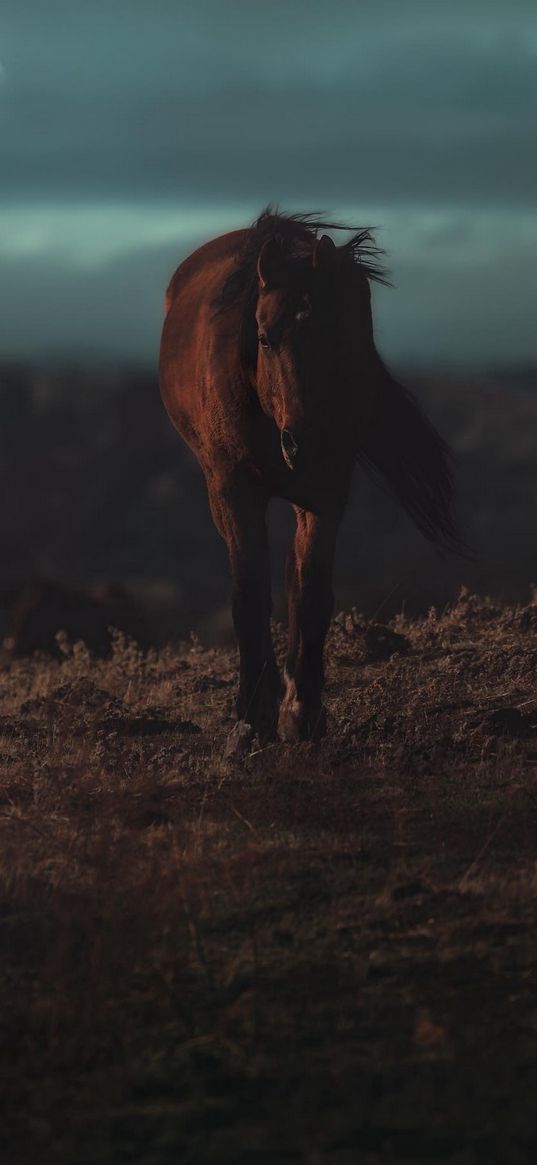 horse, bushland, night, moon, dark