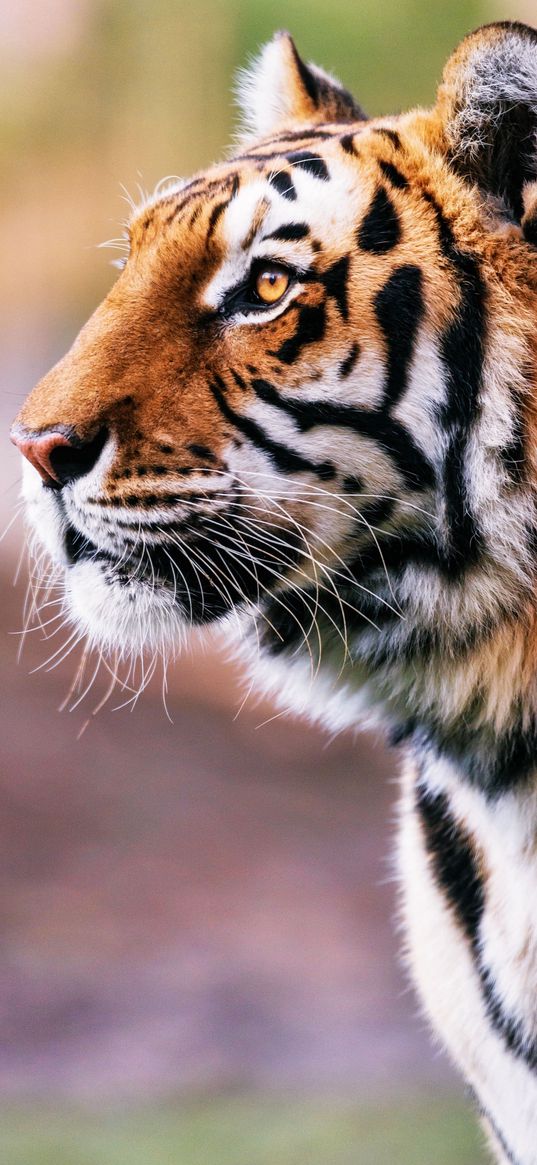 tiger, muzzle, animal, wild