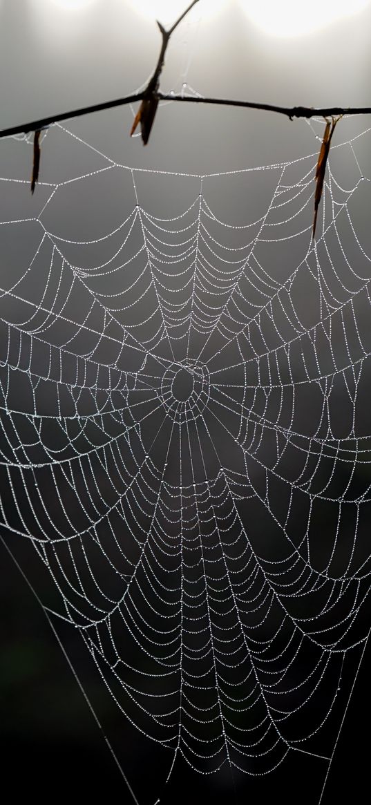 cobweb, branch, macro, blur