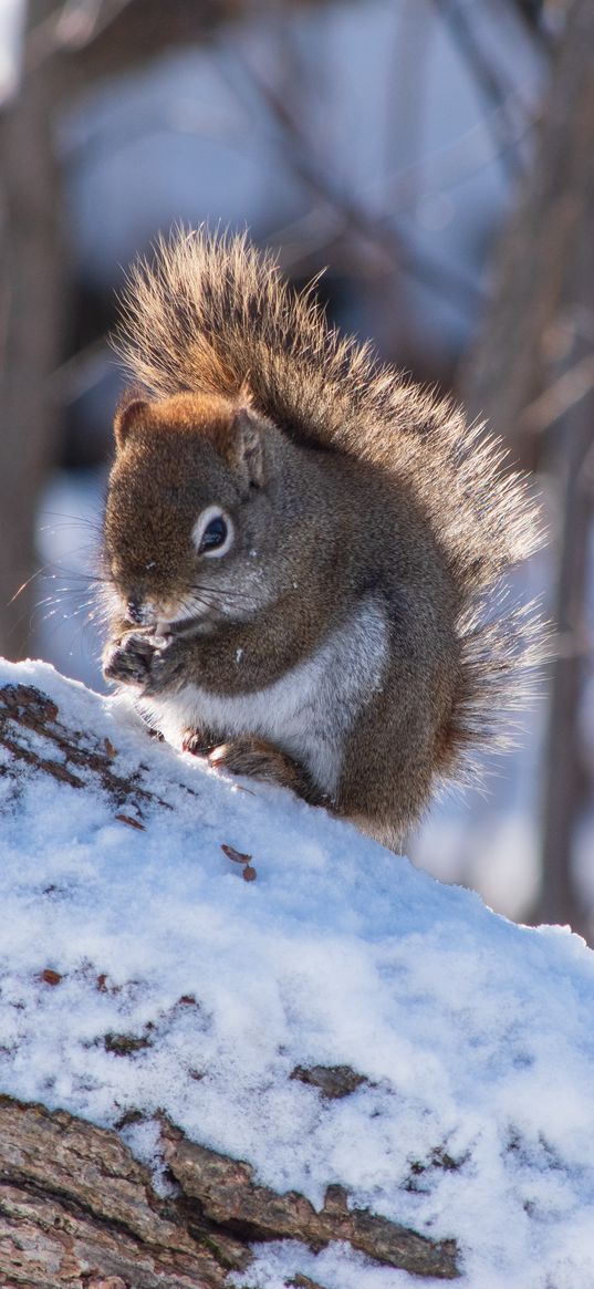 squirrel, snow, log, winter