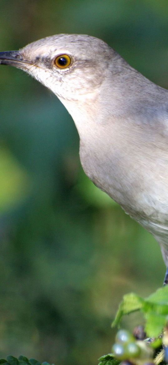 bird, branch, sit, arizona