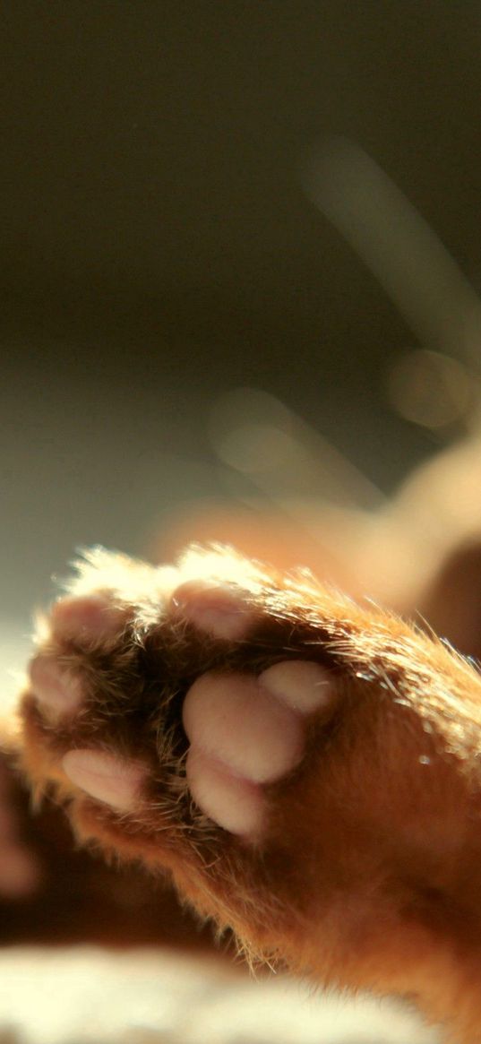 cat, paws, blurring