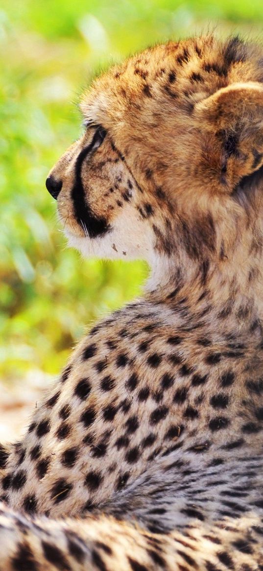 cheetah, spotted, grass, blurring