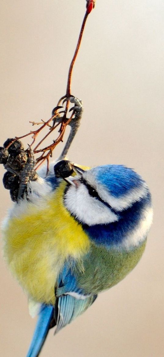 bird, titmouse, branch, spotted