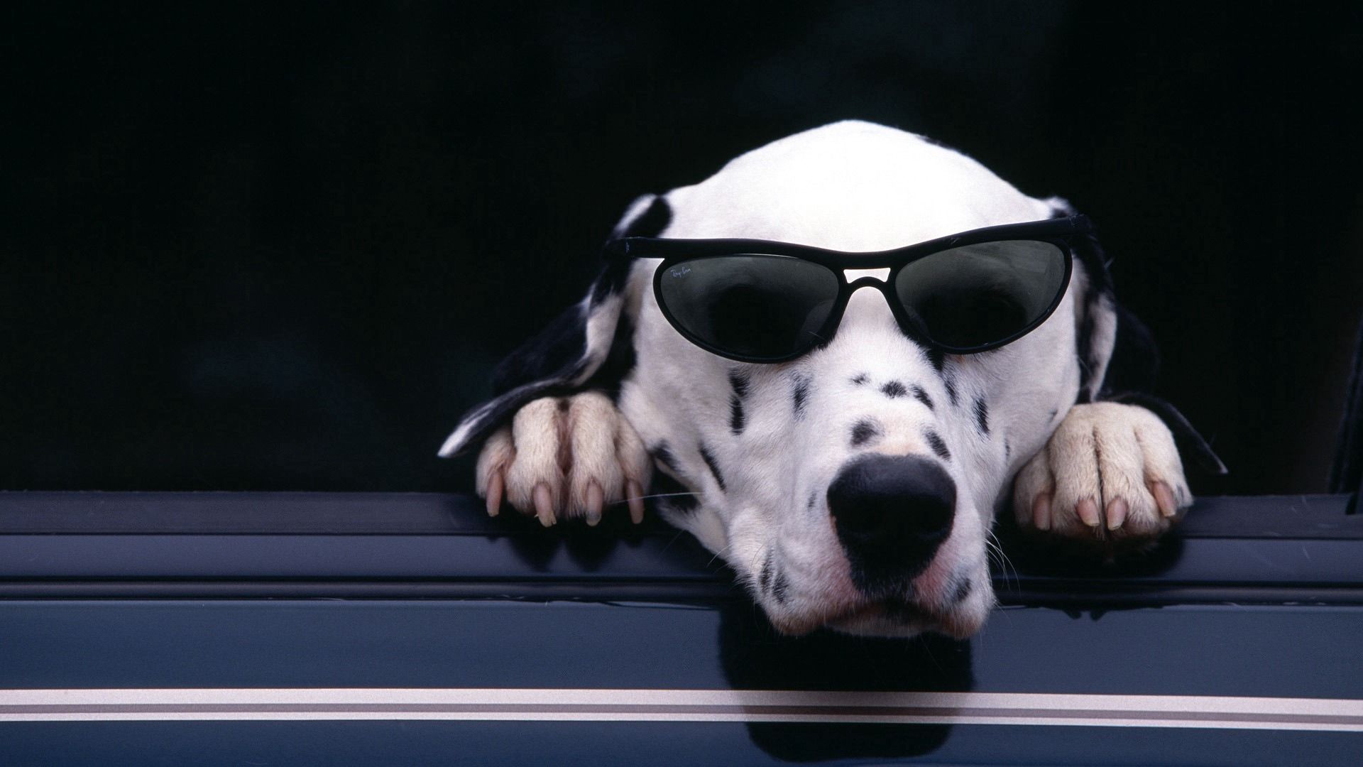 dalmatian, face, sunglasses, dog