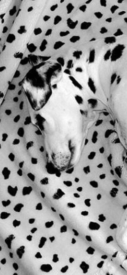 dalmatian, lying, dog, blanket, sleeping