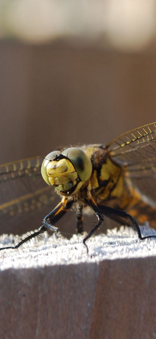 dragonfly, sitting, wings, insect