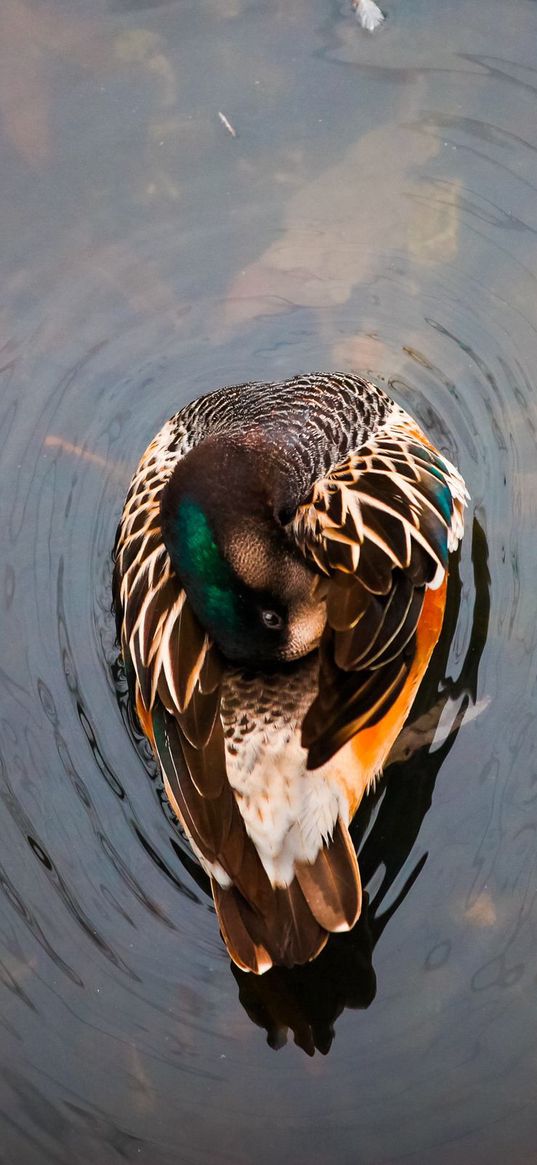 duck, lake, water, swim