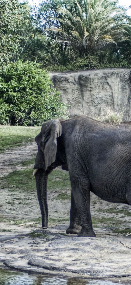 elephant, large, walk, trees