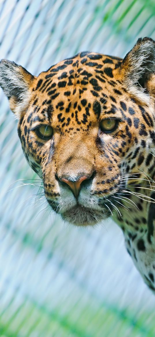 jaguar, predator, face, spotted, look, look back