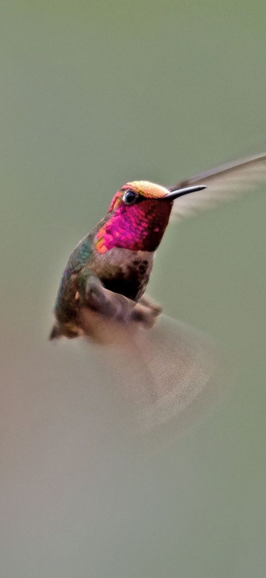 hummingbird, bird, flapping, wings