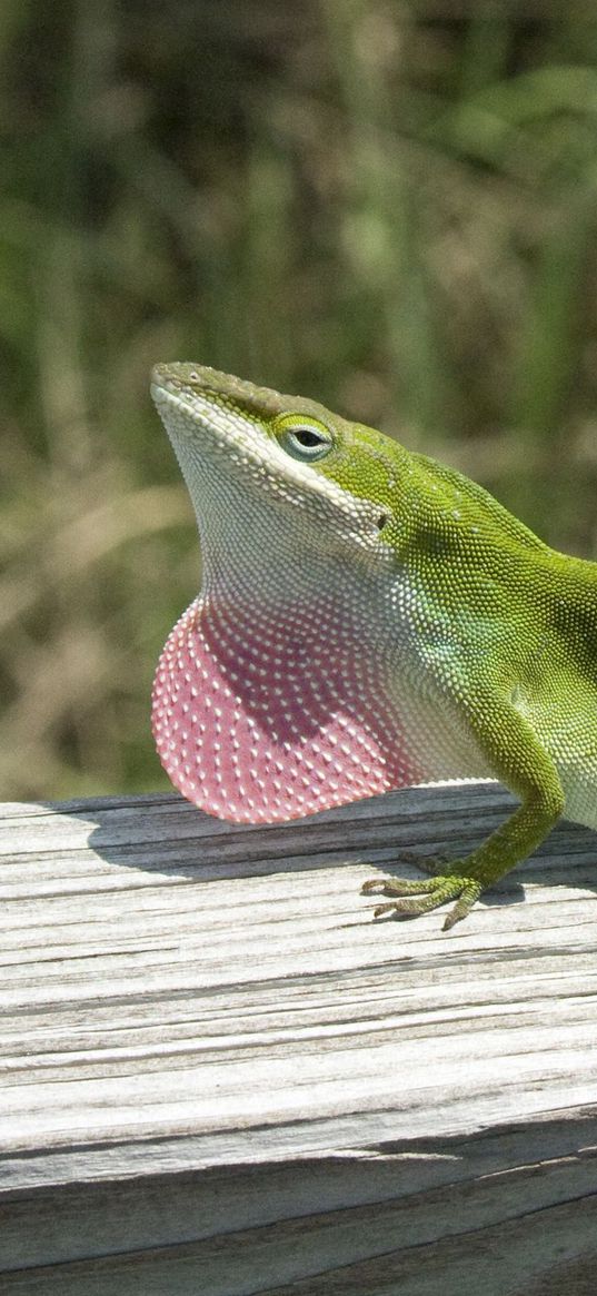 lizard, anolis carolinensis, climbing, tree