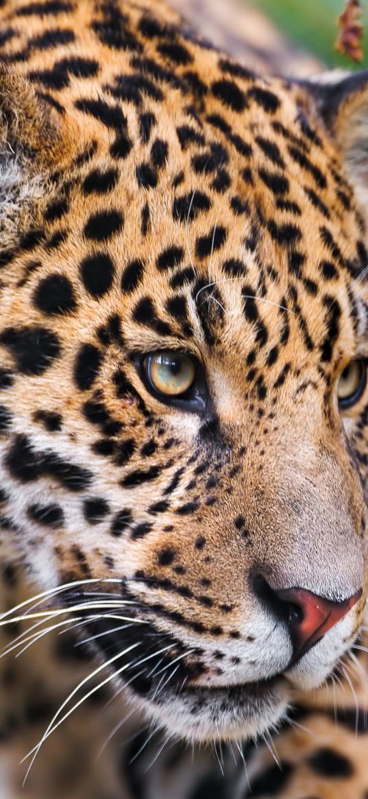 jaguar, spotted, muzzle, eyes