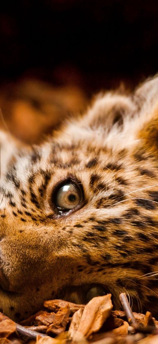 jaguar, foliage, down, cub