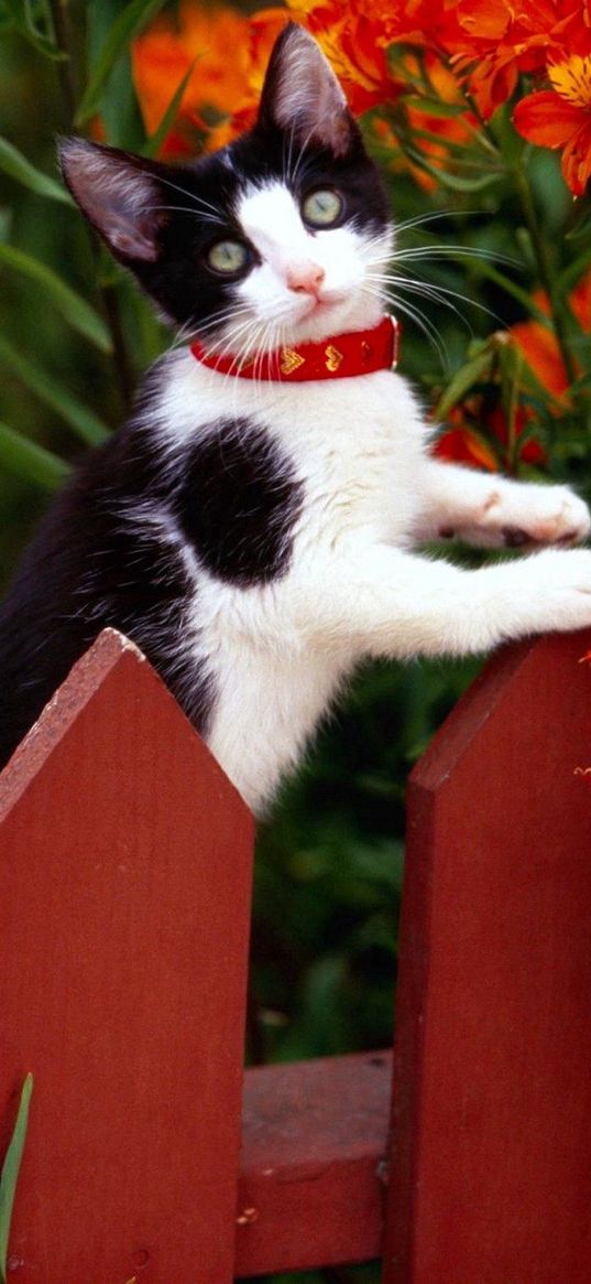 cat, fence, collar, climbing, flowers