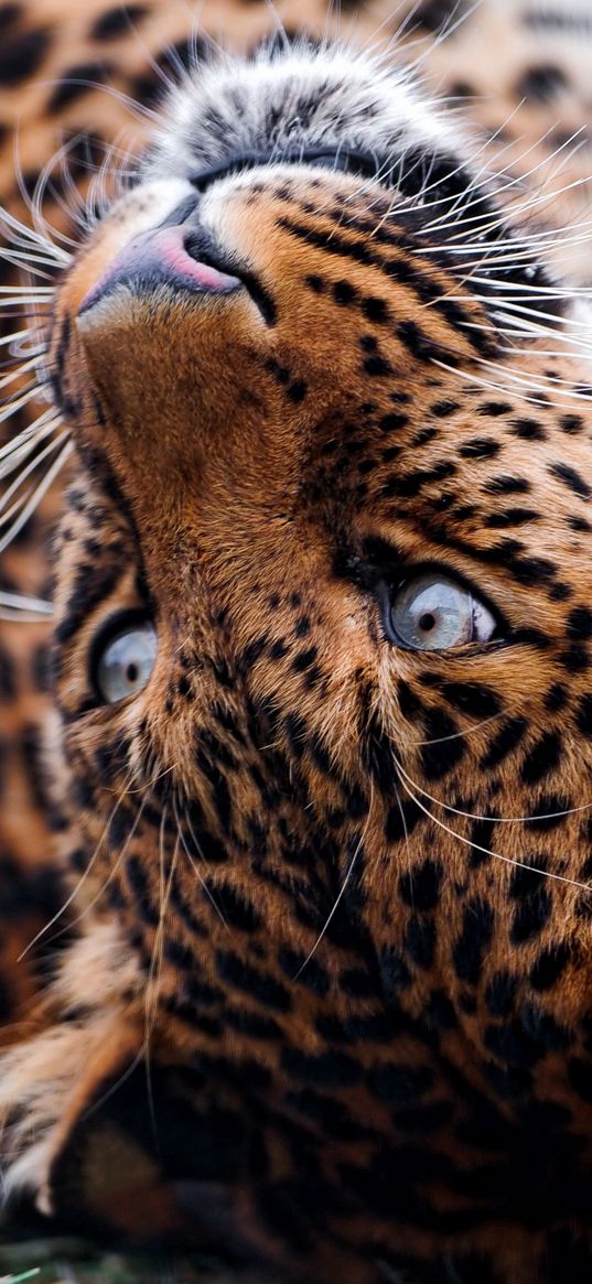 leopard, face, tumble, predator