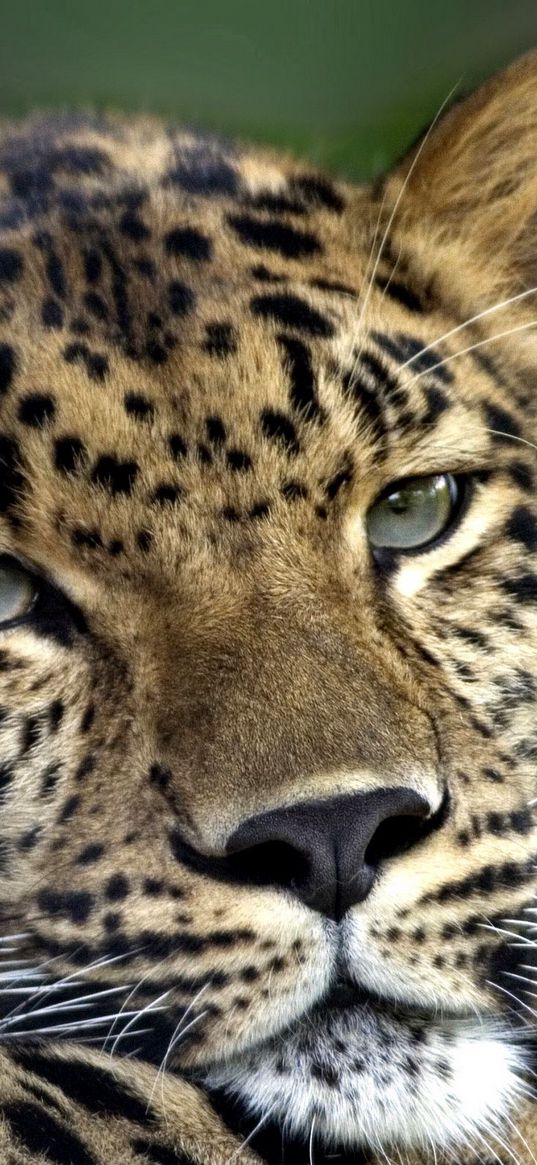 leopard, sad, face, eyes, predator, lying