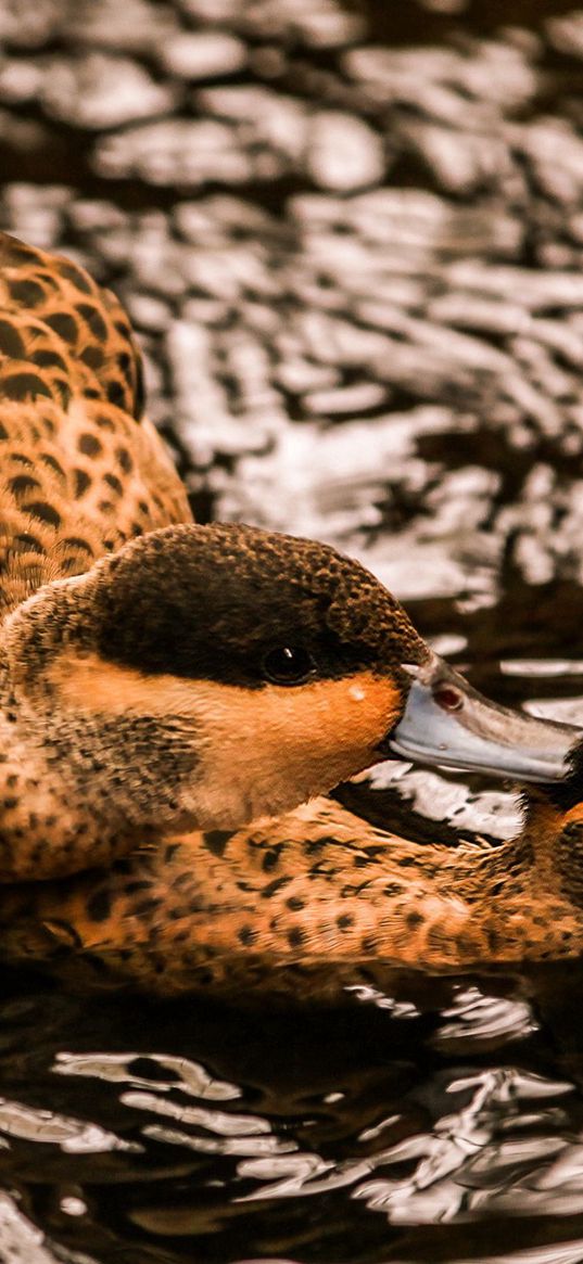 duck, couple, swim, water, birds