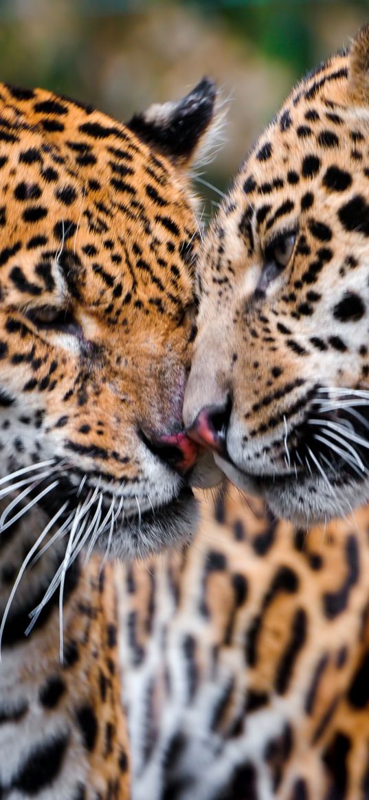 jaguars, couple, affection, care, predators