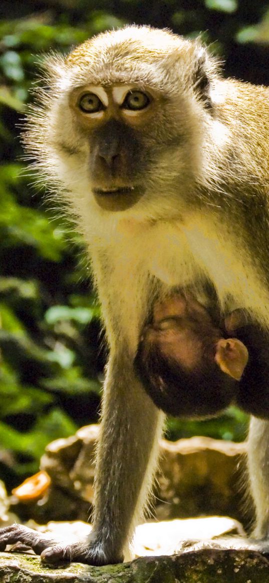 macaques, couple, baby, care