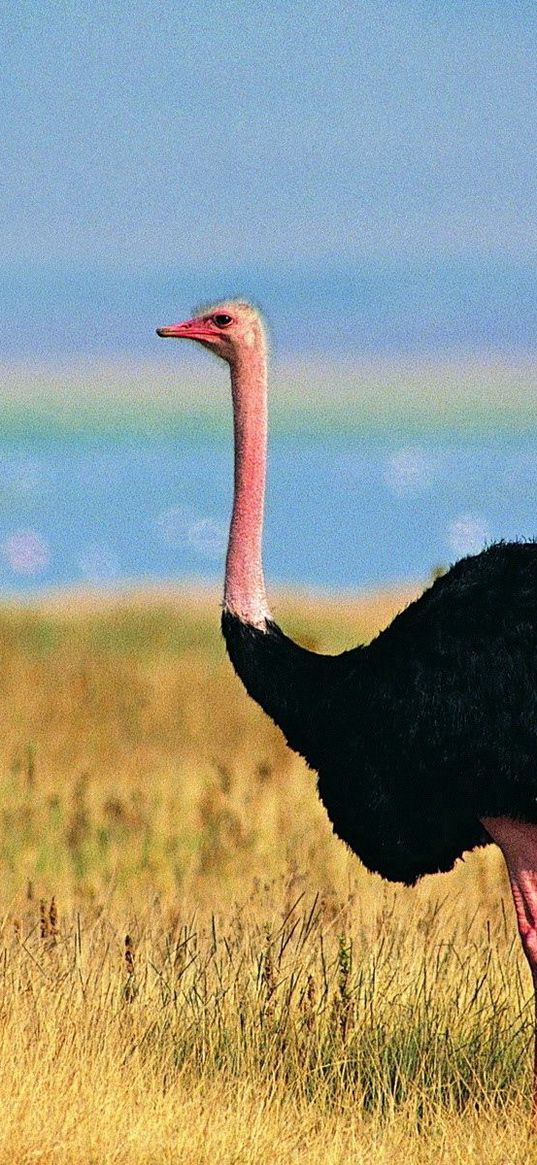 ostrich, grass, walking, bird