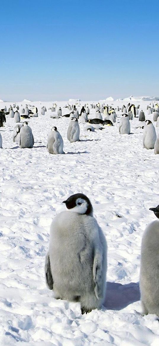 penguins, antarctica, bird, walk