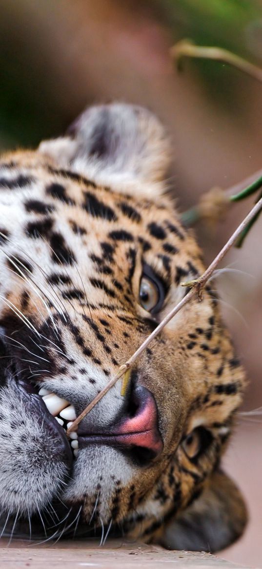 jaguar, grass, branch, predator