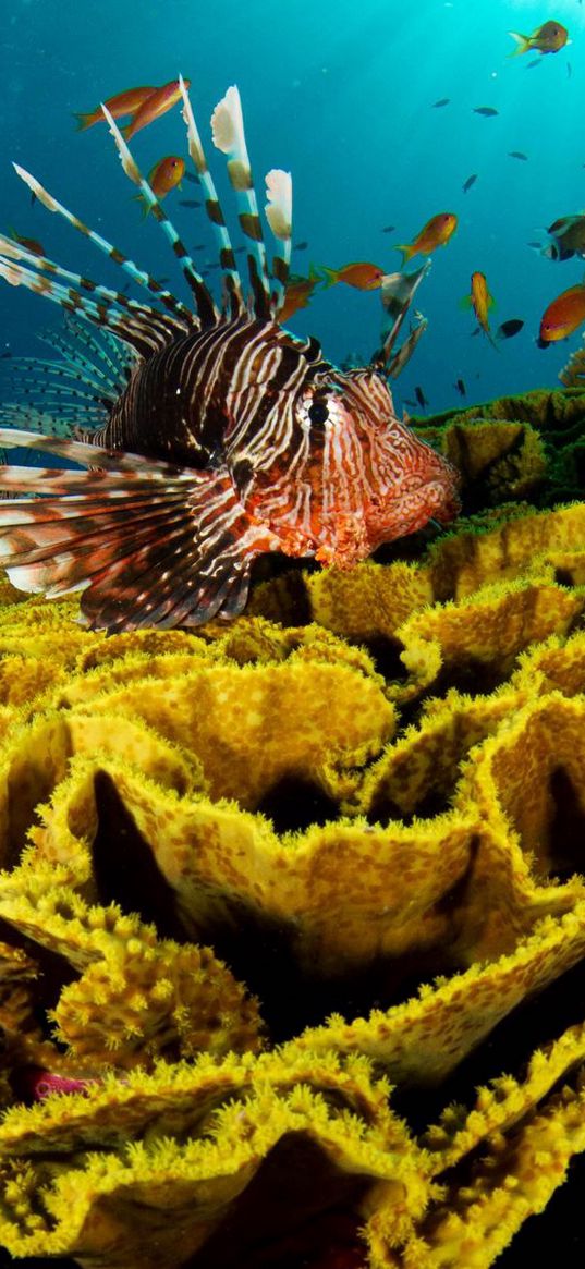 underwater, fish, corals