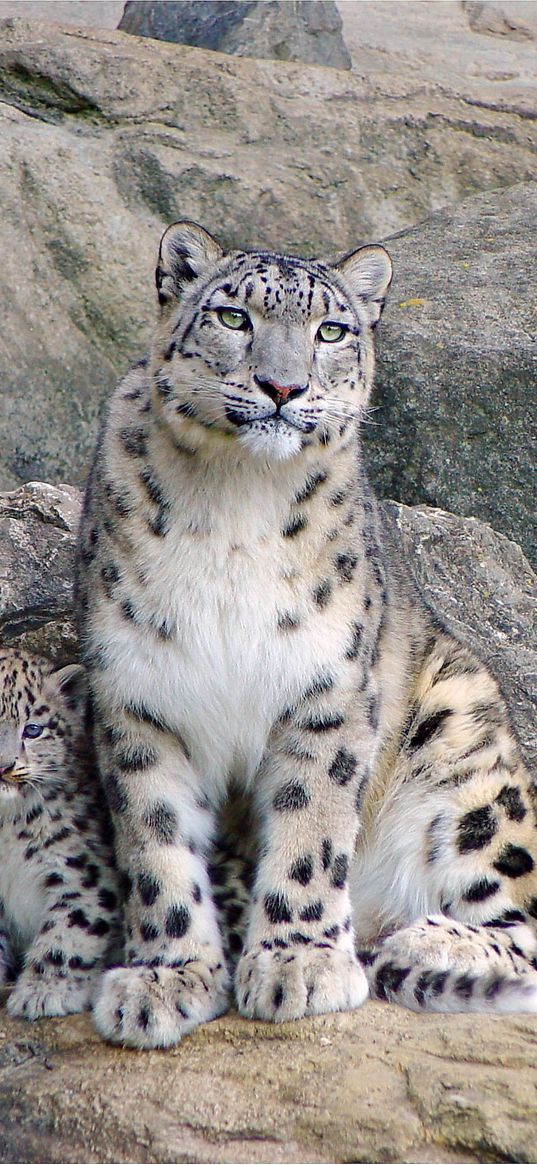 snow leopards, rocks, steam, cub