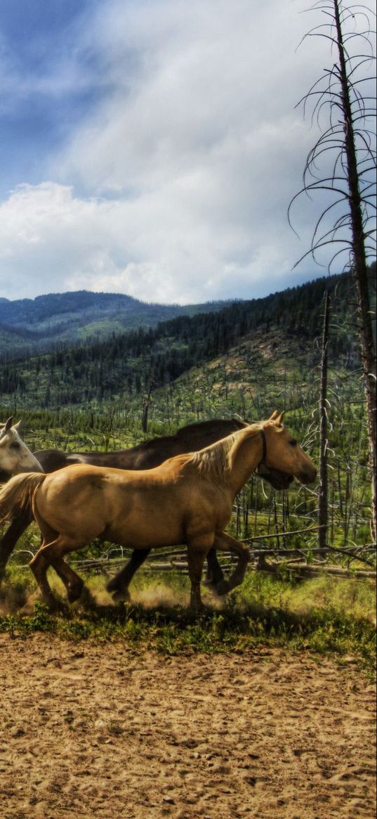 horse, herd, running, sky, dust