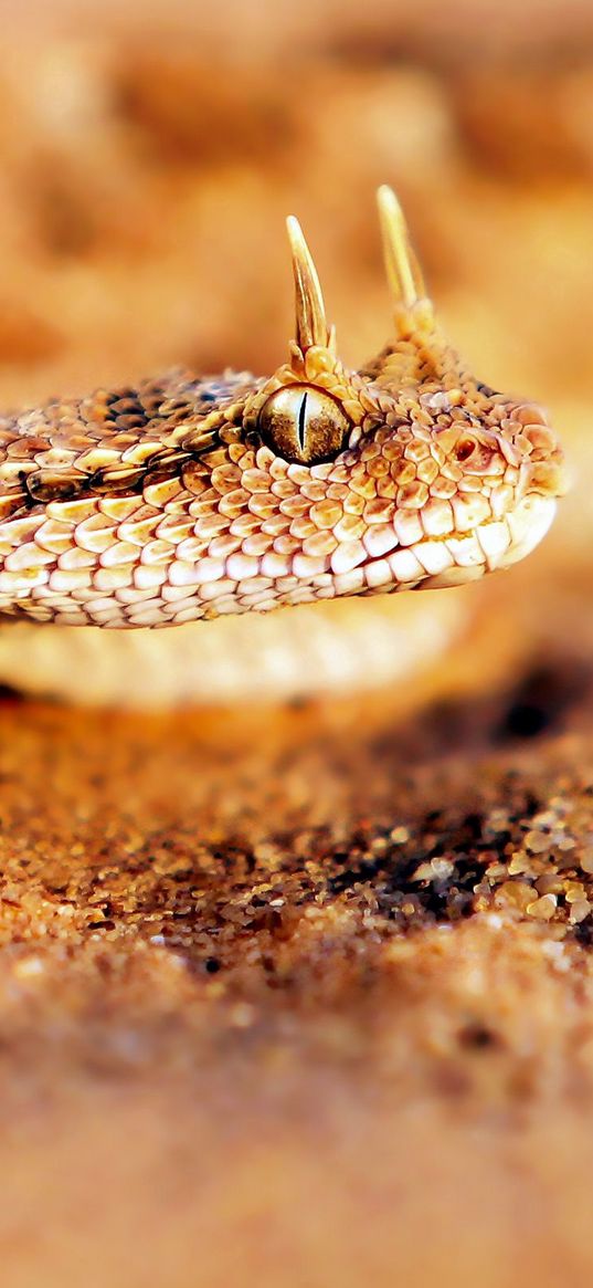 snake, sand, face, predatory