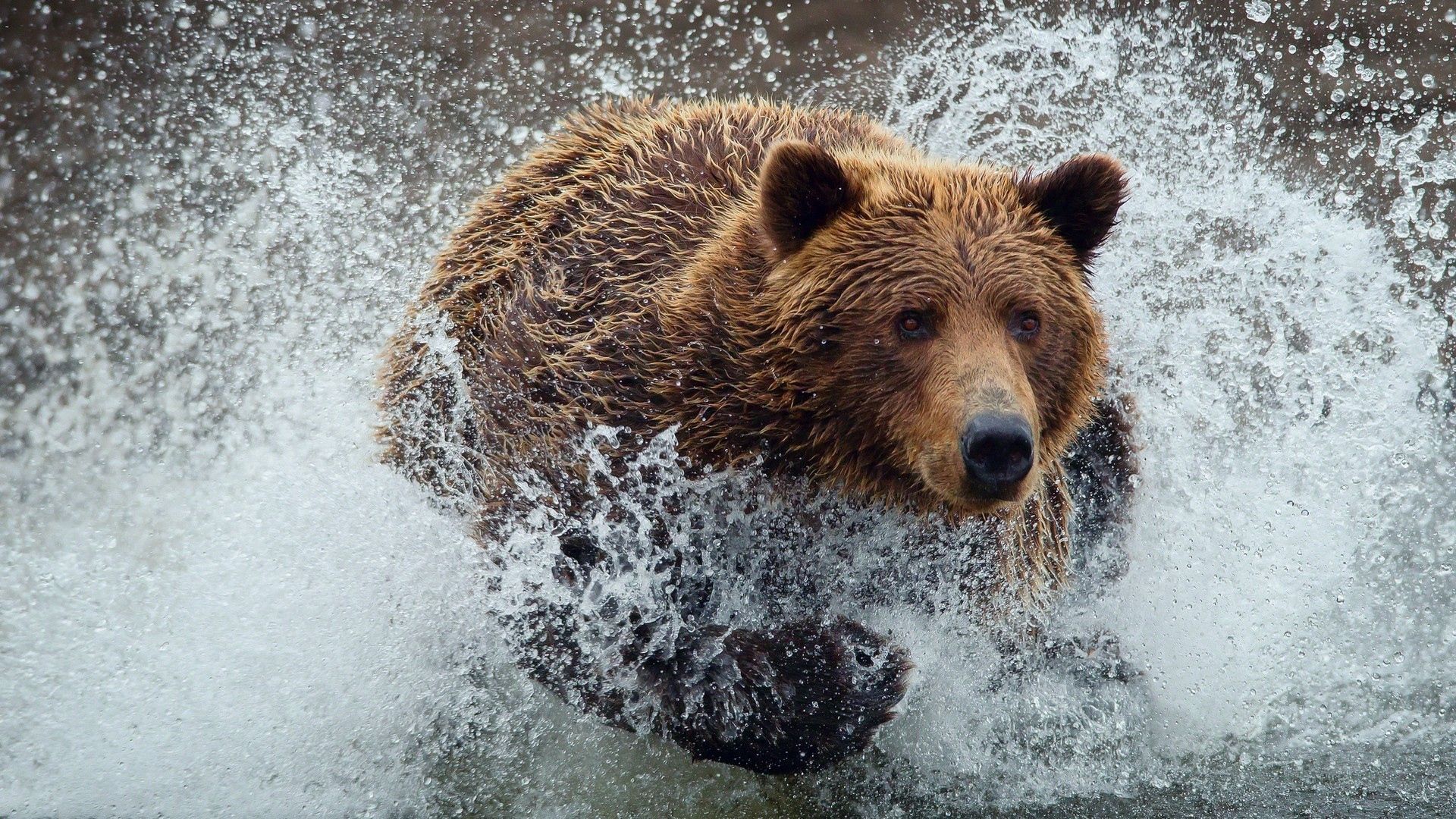 bear, run, splash, water