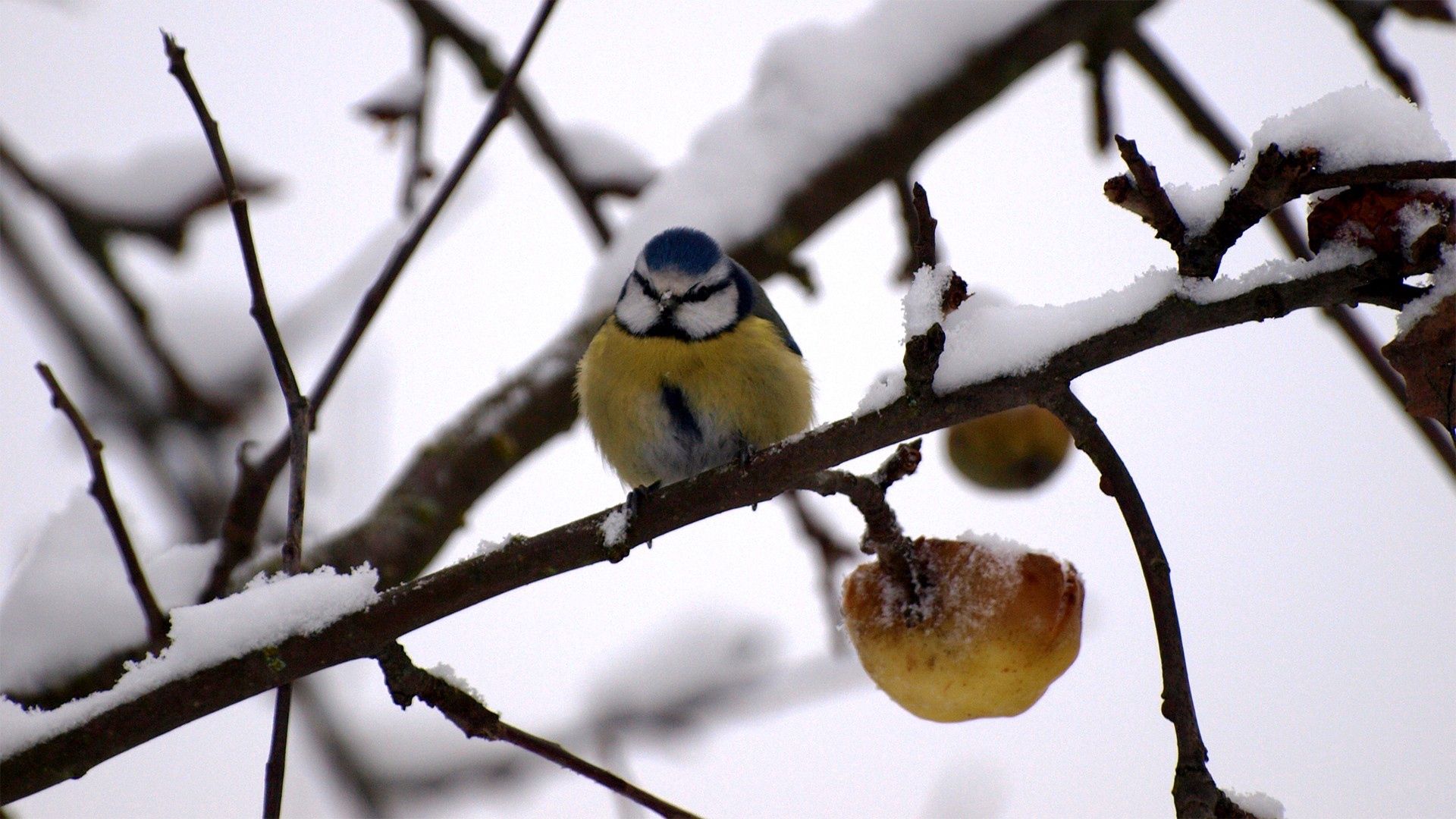 bullfinch, twig, winter, snow